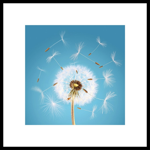 Nielsen Gerahmtes Bild „Pusteblume“ 50,0 x 50,0 cm