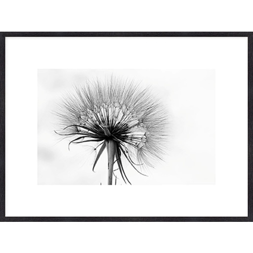 Nielsen Gerahmtes Bild „Pusteblume“ 80,0 x 60,0 cm